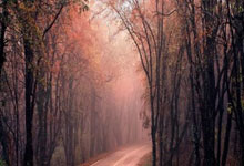 视频-郭晶晶展现完美第四跳奥运女子跳水决赛.